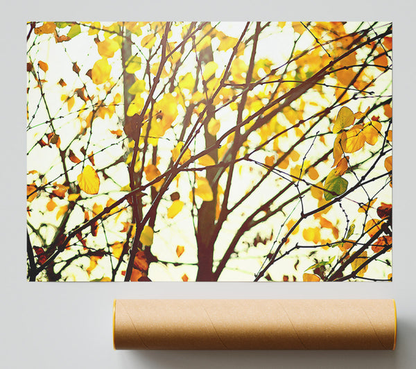 Light In The Forest Print