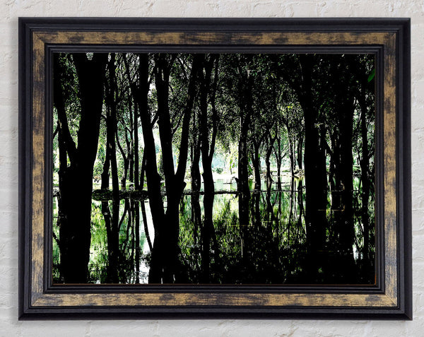 Swamp Forest Framed Print