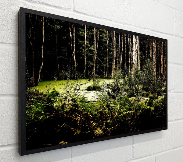 Swamp In The Depth Of The Forest