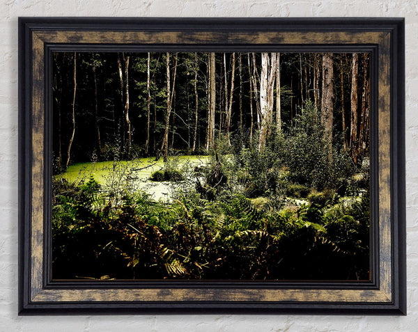 Swamp In The Depth Of The Forest Framed Print