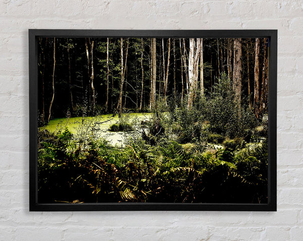 Swamp In The Depth Of The Forest Framed Print