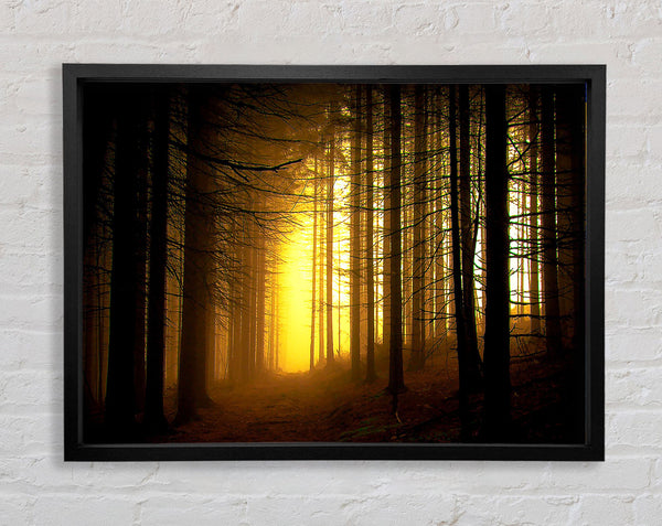Golden Forest Light Framed Print