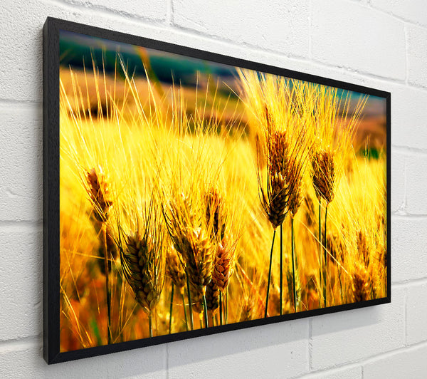 Wheat Field Near The Forest