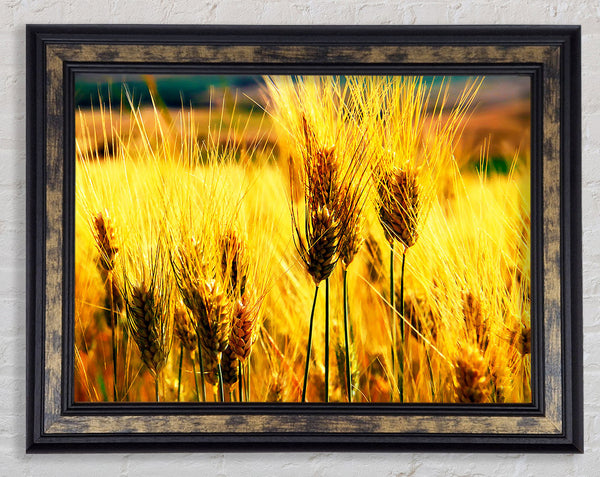 Wheat Field Near The Forest Framed Print
