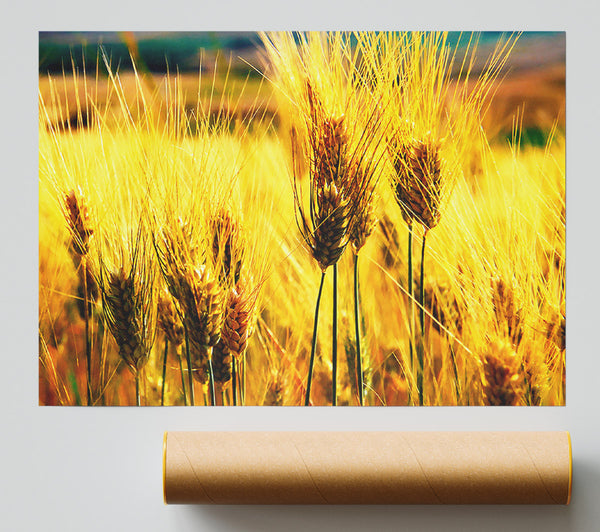 Wheat Field Near The Forest Poster