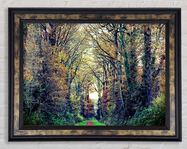 Just Trees Framed Print