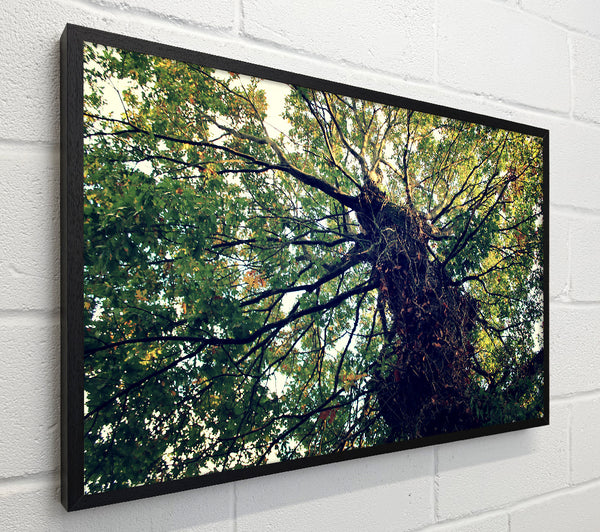Ancient Forest Tree