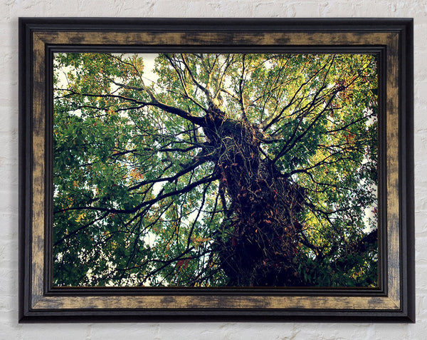 Ancient Forest Tree Framed Print