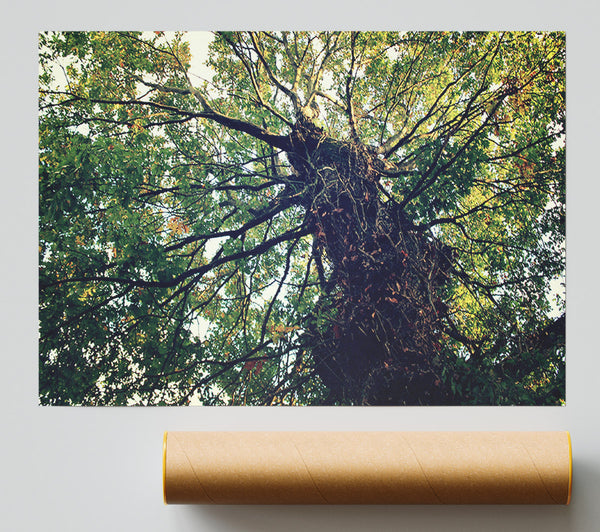 Ancient Forest Tree Print