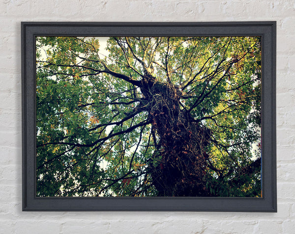 Uralter Waldbaum