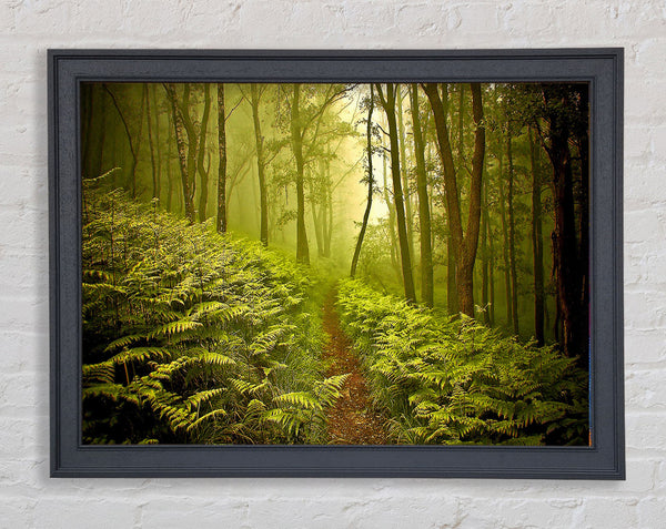 Green Forest Path Framed Print