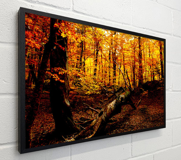 Autumn Forest Seat