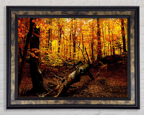 Autumn Forest Seat Framed Print