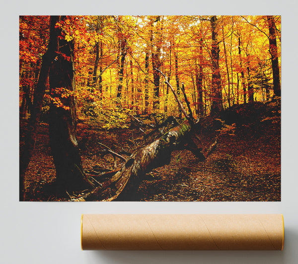 Autumn Forest Seat Giclee Print