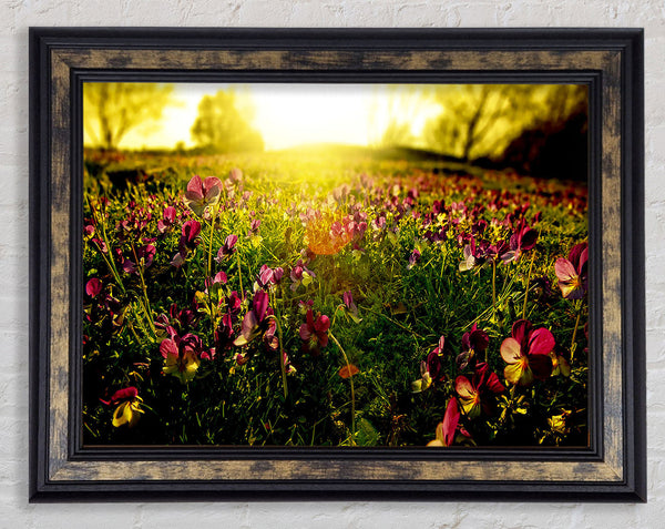 Sunlight Through Pansies Framed Print