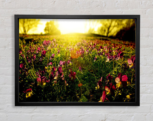 Sunlight Through Pansies Framed Print