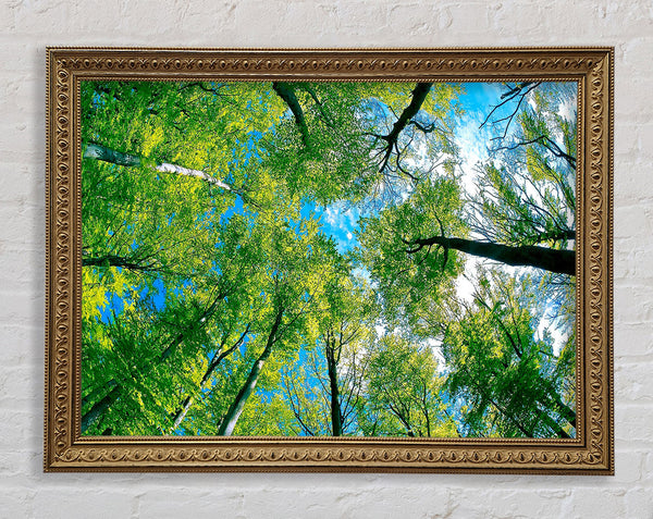 Forest Sky View Framed Print