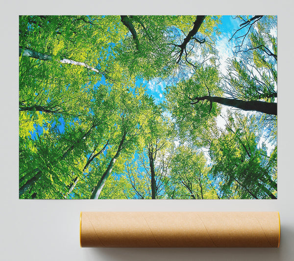 Forest Sky View Giclee Print