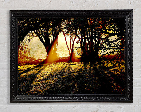 Golden Sunlight Framed Print