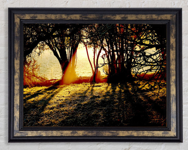 Golden Sunlight Framed Print