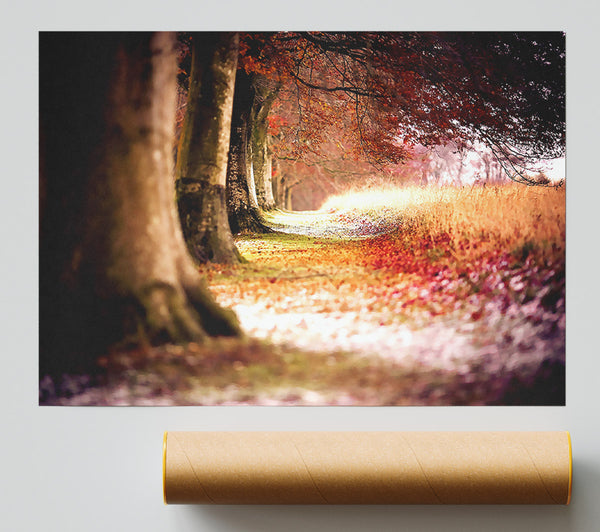Beech Autumn Trees Poster