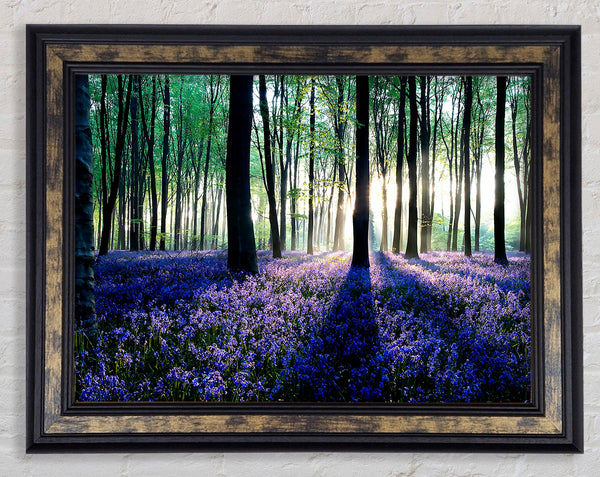 Dawn In Forest Framed Print