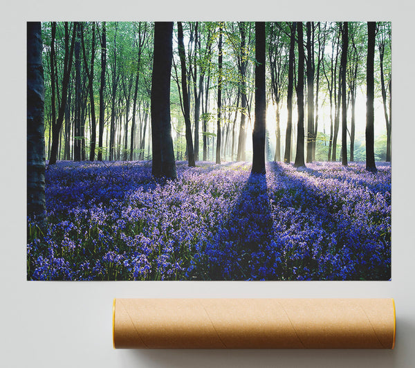 Dawn In Forest Giclee Print