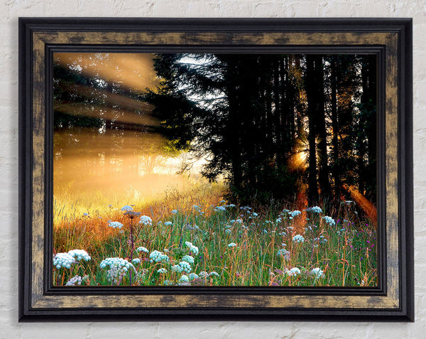 Sunrays Through The Forest Flowers Framed Print