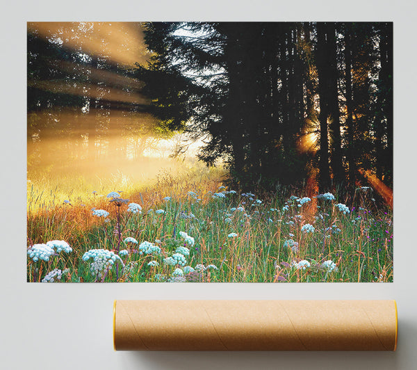 Sunrays Through The Forest Flowers Print