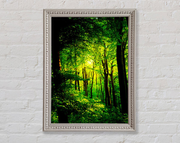 Emerald Forest Walk Framed Print