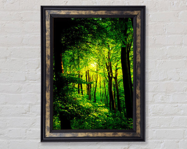 Emerald Forest Walk Framed Print