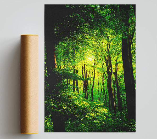 Emerald Forest Walk Poster