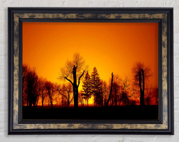 The Forest Aglow Framed Print