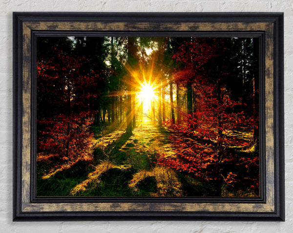 The Beaming Forest Sun Framed Print