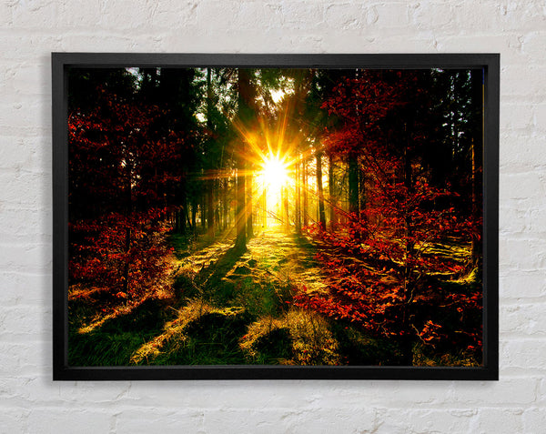 The Beaming Forest Sun Framed Print