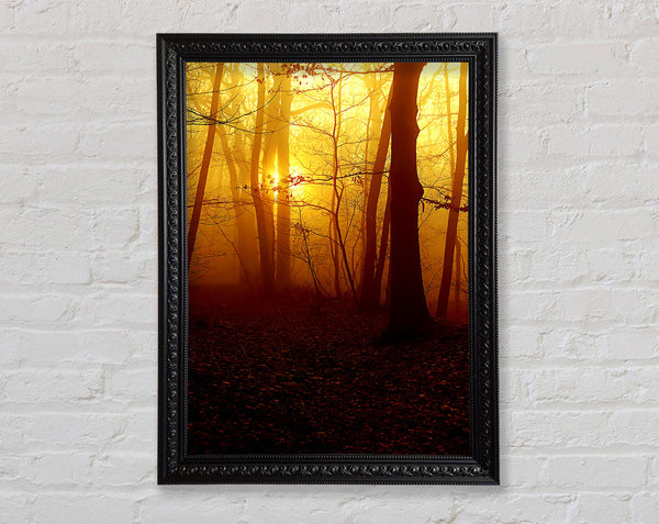 Golden Forest At First Light Framed Print