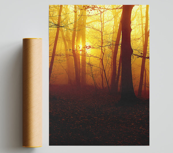 Golden Forest At First Light Giclee Print
