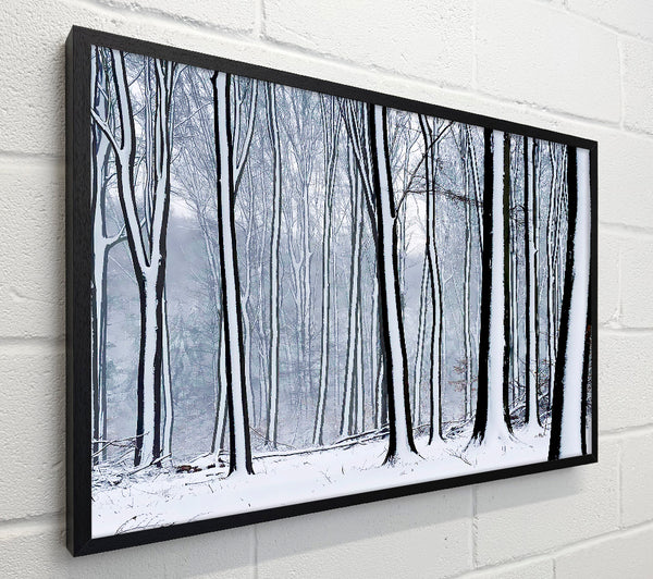 Forest Snow Trees