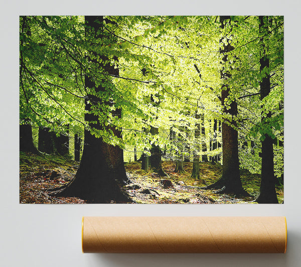 Green Leaves Forest Walk Giclee Print