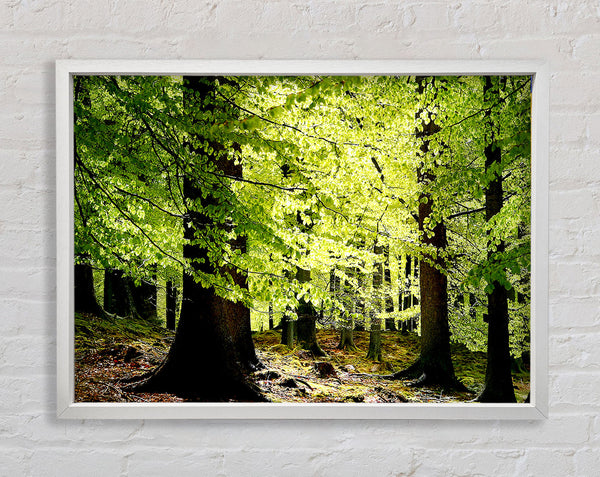 Green Leaves Forest Walk Framed Print