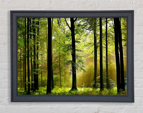 Green Forest Mist Framed Print