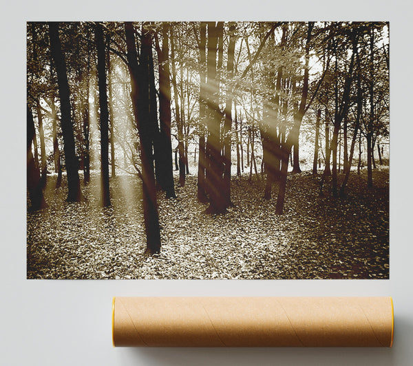 Sun Beams Through The Chocolate Forest Giclee Print