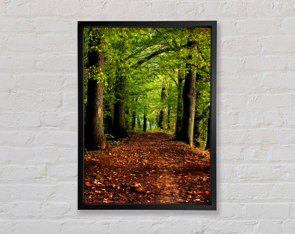 Woodland Path Walk Framed Print