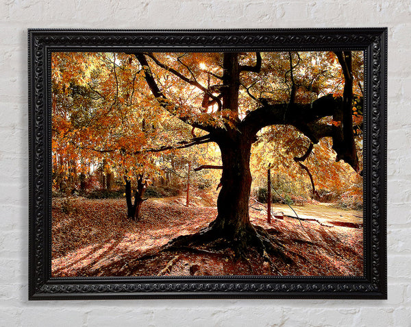 In The Depths Of The Old Forest Framed Print