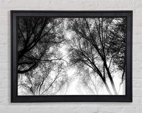 Forest Skies B n W Framed Print