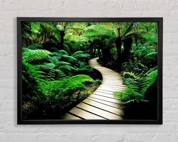 Rainforest Walk Framed Print