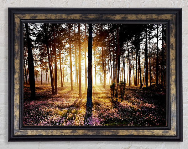Pink Forest Beams Framed Print