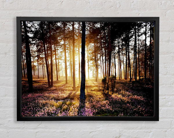 Pink Forest Beams Framed Print