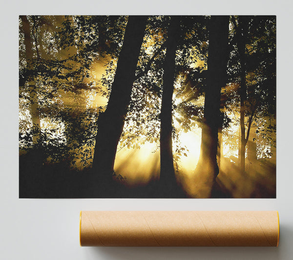 Golden Sun Beam Forest Giclee Print