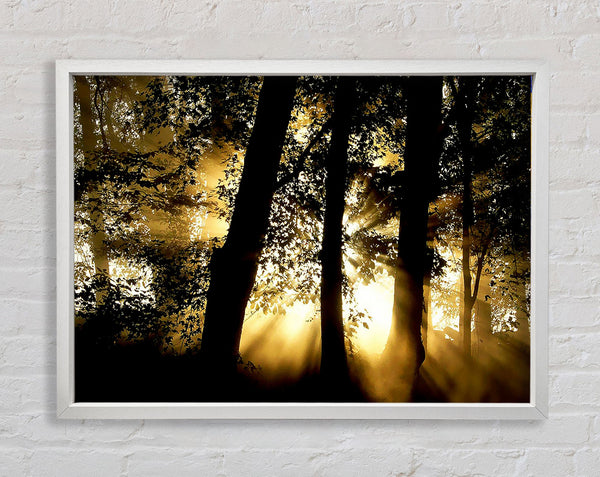 Golden Sun Beam Forest Framed Print